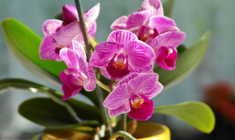 orchids
